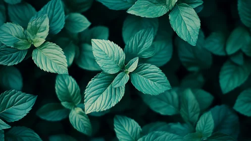 Overhead photograph records dense cluster of mint leaves