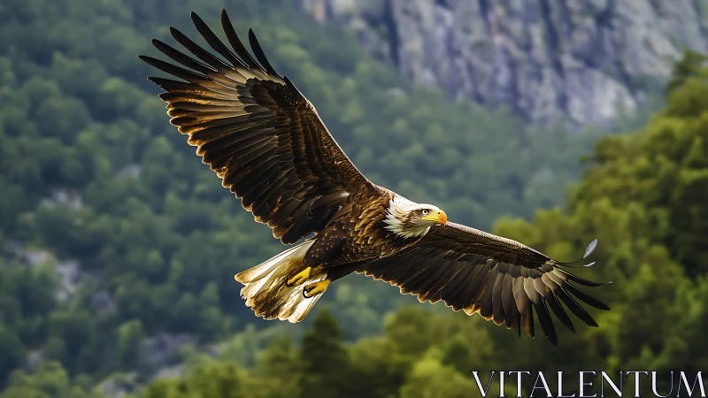Majestic bald eagle soaring over lush green forest landscape.