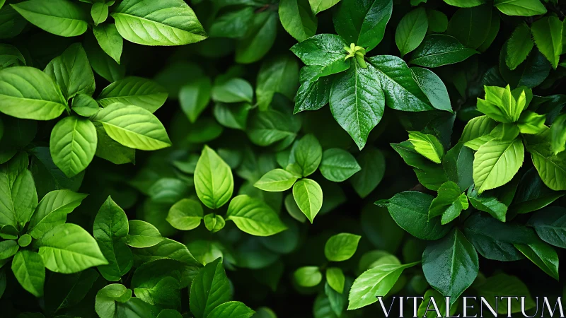 Photorealistic close-up foliage study with layered leaf planes.