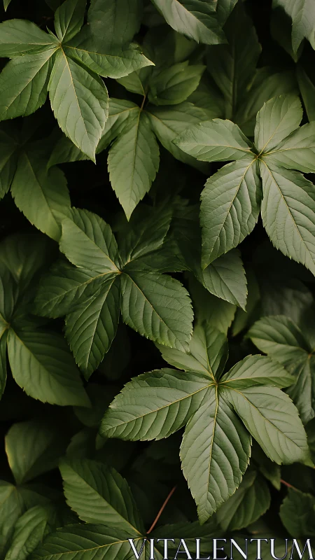 Pentafoliate vine leaf cluster under soft diffuse lighting.