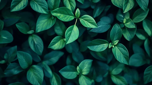 Top-down optical study of dense green foliage arrayed rhythmically.