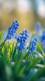 Blue Muscari Bells Dance in Spring Light.