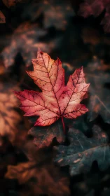 Macro study of red autumn maple leaf with shallow depth of field.