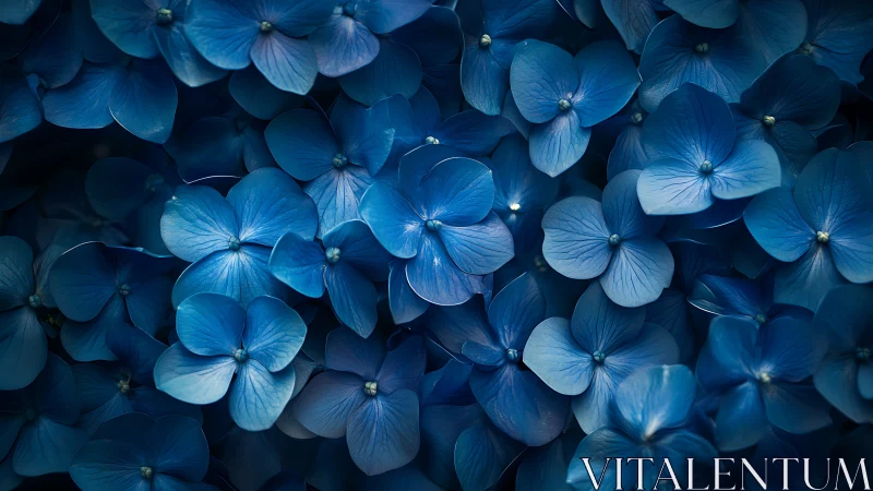 Deep Blue Hydrangeas in Twilight Glow.