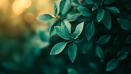 Close-up of green leaves in soft sunlight, nature photography.