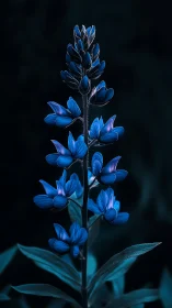 Blue Lupine Flower Spike Against Dark Background