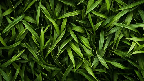 Dense green foliage pattern with overlapping leaves texture.