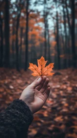 Hand cradles lone maple leaf in a softly blurred autumn forest.