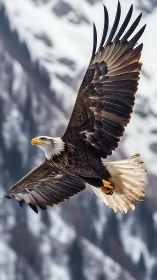 Bald eagle soaring with wings spread over snowy mountains.