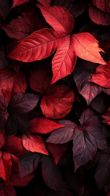 Crimson ivy leaves form dramatic high-contrast autumn pattern.