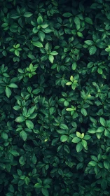 Emerald leaf tapestry unfolds in a lush, living wall of green.