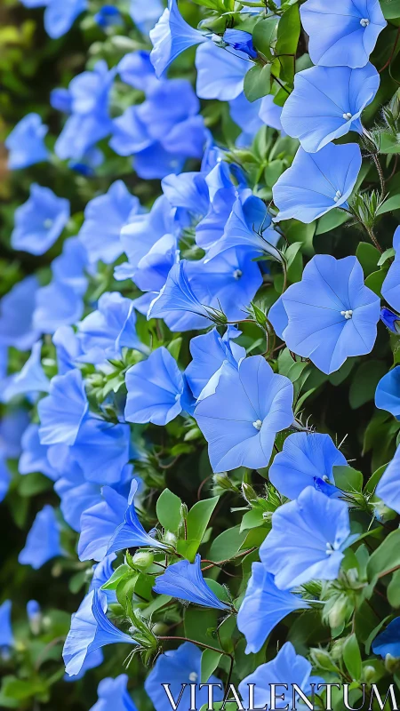 Delicate Blue Morning Glories Dance in Sunlit Garden