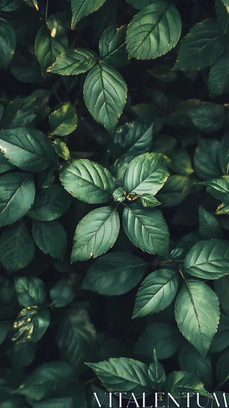 Emerald leaf chorus murmurs softly in shadowed garden hush.