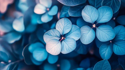 Blue Hydrangea Petals in Soft Focus Botanical Study