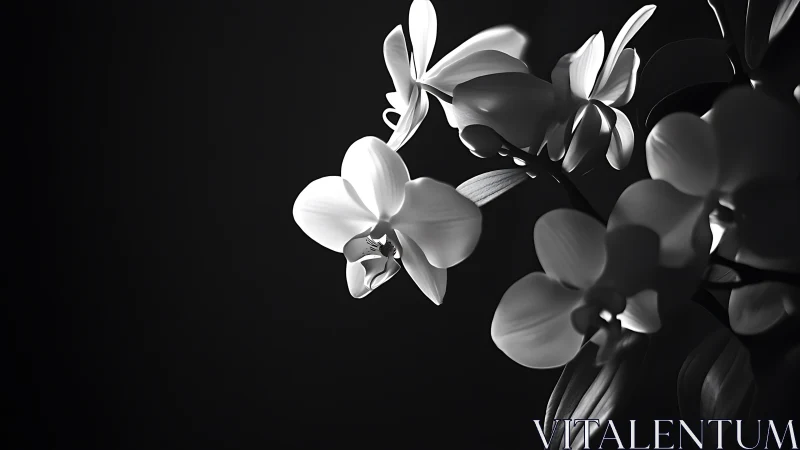 Monochrome orchid blossoms in dramatic chiaroscuro lighting.