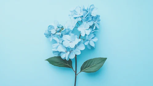 Blue Hydrangea Flowers Against Soft Turquoise Background