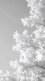 Infrared foliage study with high key tonal rendering.