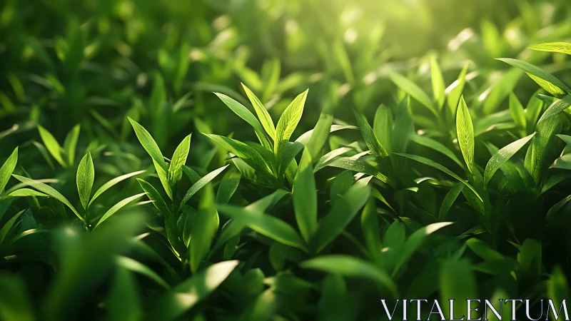 Dense green foliage under soft directional sunlight.