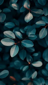 Cool-toned closeup of oval foliage with soft contrast.