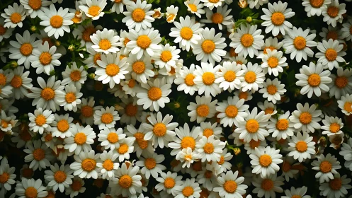 Dense white daisies with golden centers under soft daylight.
