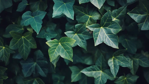 Emerald ivy leaves form a lush, layered forest carpet.