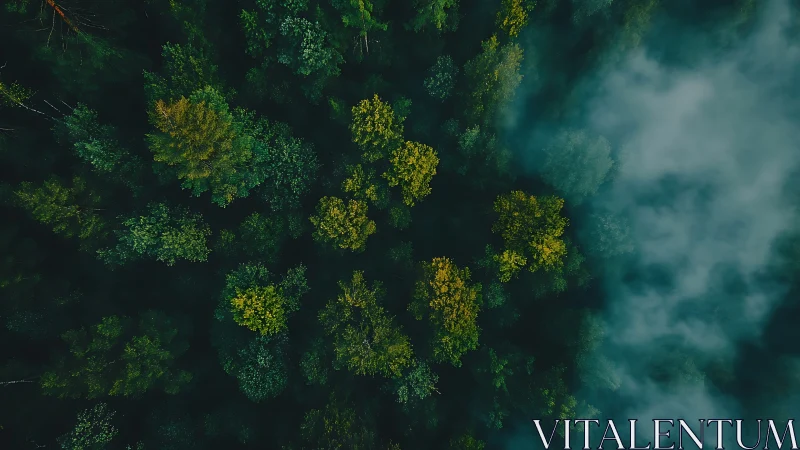 Aerial Forest Canopy with Chromatic Tree Clustering.