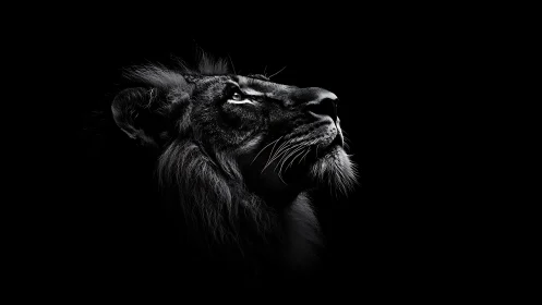 Midnight lion gazes skyward in carved silver light.