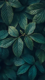 Macro study of compound green leaves under moody low-key light