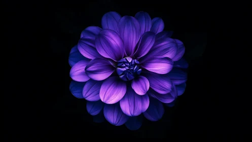 Purple Dahlia Blooming in Radiant Splendor Against Darkness.