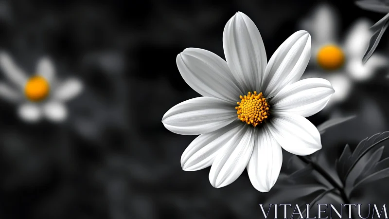 White daisy with golden center rendered in selective color technique.