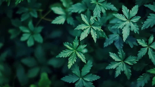 Gentle forest leaves forming peaceful green starbursts.