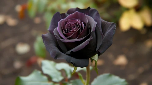 Deep purple black rose macro in soft garden light.