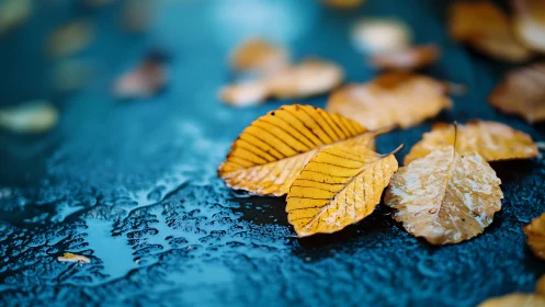 Yellow leaves on wet blue surface in shallow depth of field.