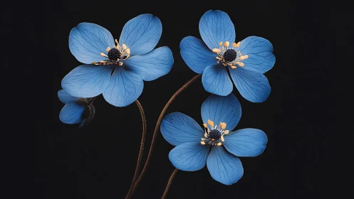 Delicate Blue Flowers Blooming Against Dark Background