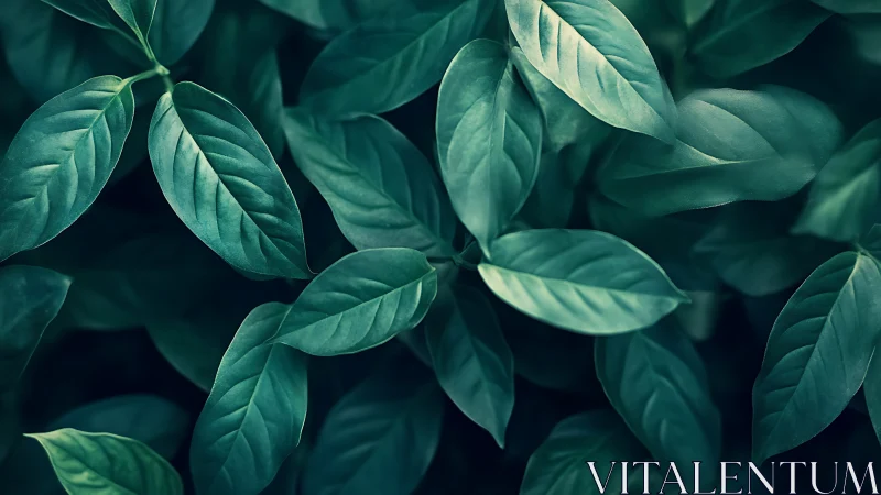 Dense cluster of green elliptical leaves in soft focus.