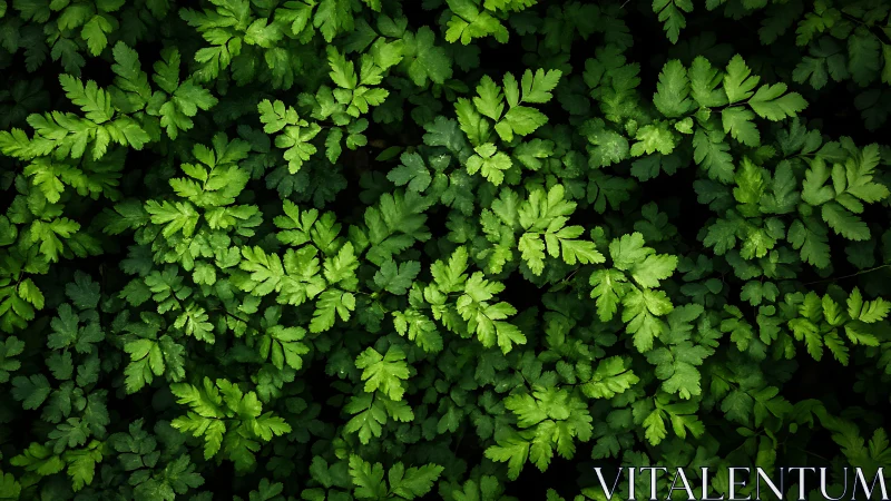 Lush fern leaves create a calming blanket of fresh green