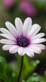 Osteospermum with precision-rendered water droplet distribution across expanded petals