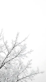 Minimalist high-key photograph of frosted winter branches.