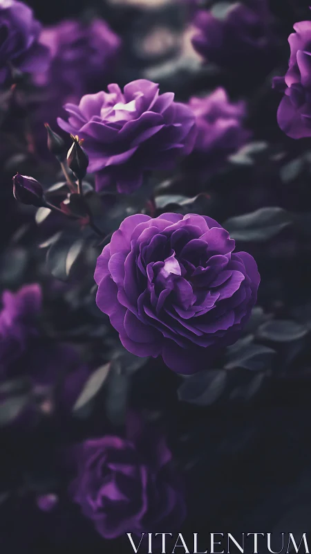 Velvet Petals Unfurled: Purple Roses in Moody Twilight.