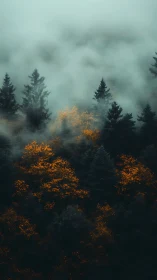 Misty Forest Landscape Golden Foliage Autumn Mist.