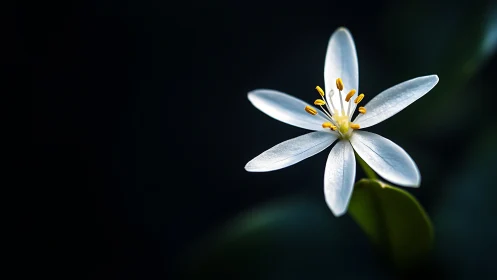 Delicate Starflower: Nature's Geometric Marvel.