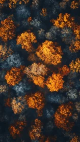 Golden treetops glow warmly against deep blue forest shadows