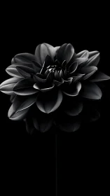 Monochrome Dahlia Bloom Against Black. Dramatic Light Study.