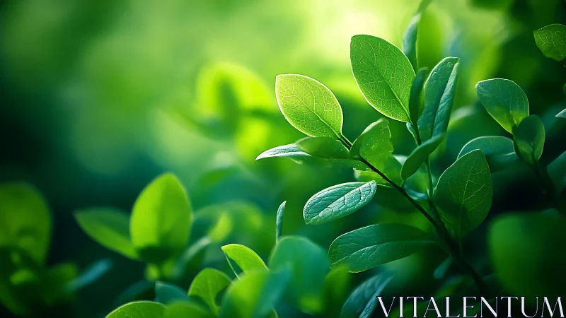 Sunlit green leaves glow softly in tranquil morning haze