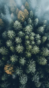 Coniferous Souls in Mist: Aerial Forest Cathedral.