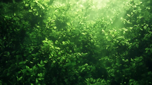 Sunlit Forest Canopy: Nature's Gentle Green Embrace.