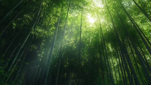 Bamboo Grove Canopy With Filtered Sunlight Streaming Through Vertical Stems