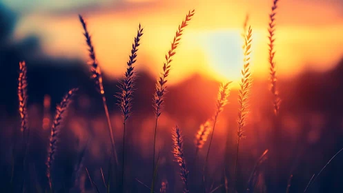 Backlit grass stems against low sun on blurred horizon.