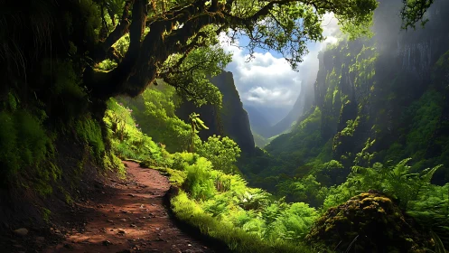 Convergent canyon formation reveals layered geological stratification beneath dense temperate forest