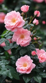 Cascading Pink Roses in Garden Splendor